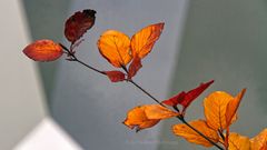 FASSADE MIT HERBST