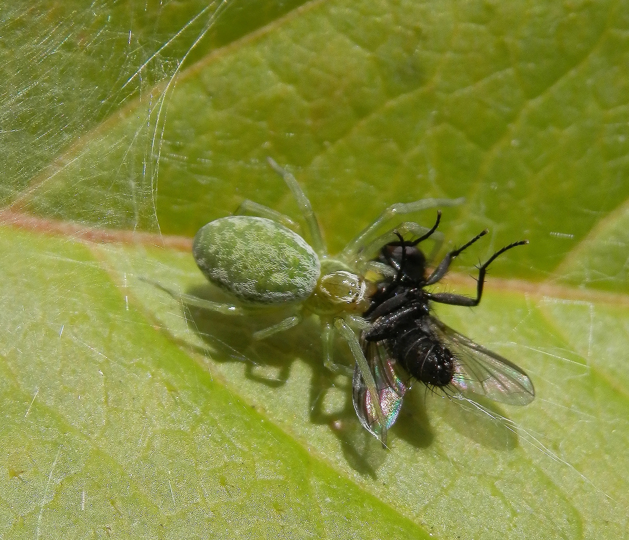 Fassadenbewohnende Kräuselspinne (Nigma walckenaeri)