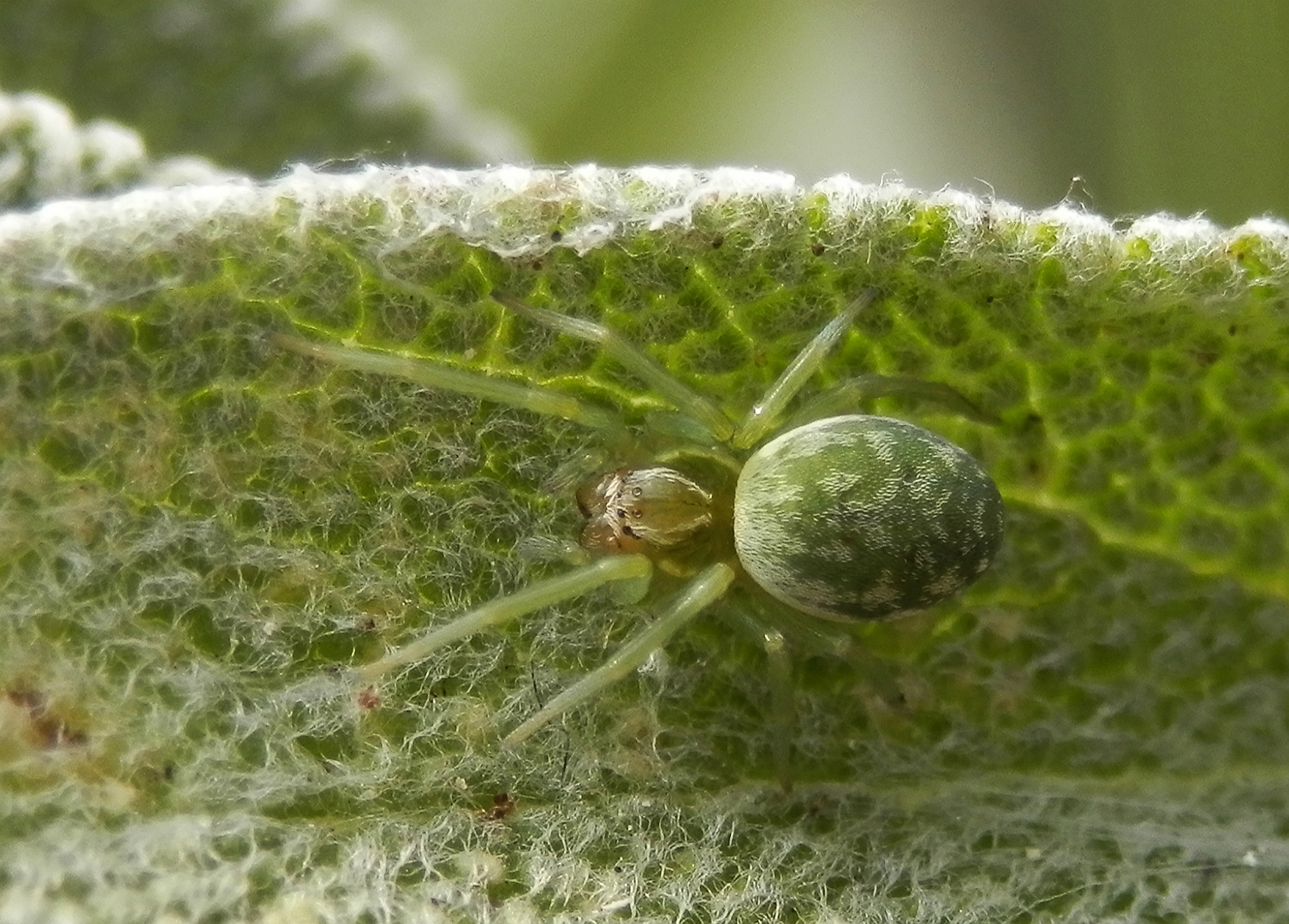 Fassadenbewohnende Kräuselspinne (Nigma walckenaeri) auf Salbei