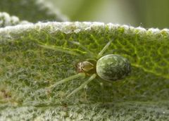 Fassadenbewohnende Kräuselspinne (Nigma walckenaeri) auf Salbei