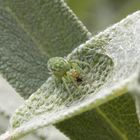 Fassadenbewohnende Kräuselspinne (Nigma walckenaeri)