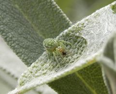 Fassadenbewohnende Kräuselspinne (Nigma walckenaeri)