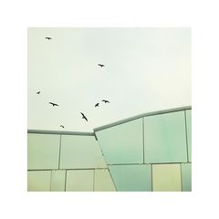 Fassaden+Vögel