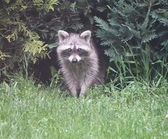 Fassungslos blickt Waschbär Cookie in den Pudelgarten