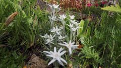 Fast 20 Blüten dieses ersten blühenden Pflanzenhorstes des Alpenedelweiß