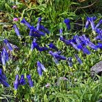 Fast 50 Blüten vom sauer stehenden Gentiana acaulis hatte ich noch nie...