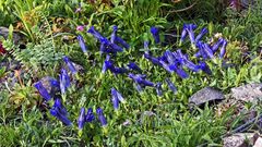 Fast 50 Blüten vom sauer stehenden Gentiana acaulis hatte ich noch nie...