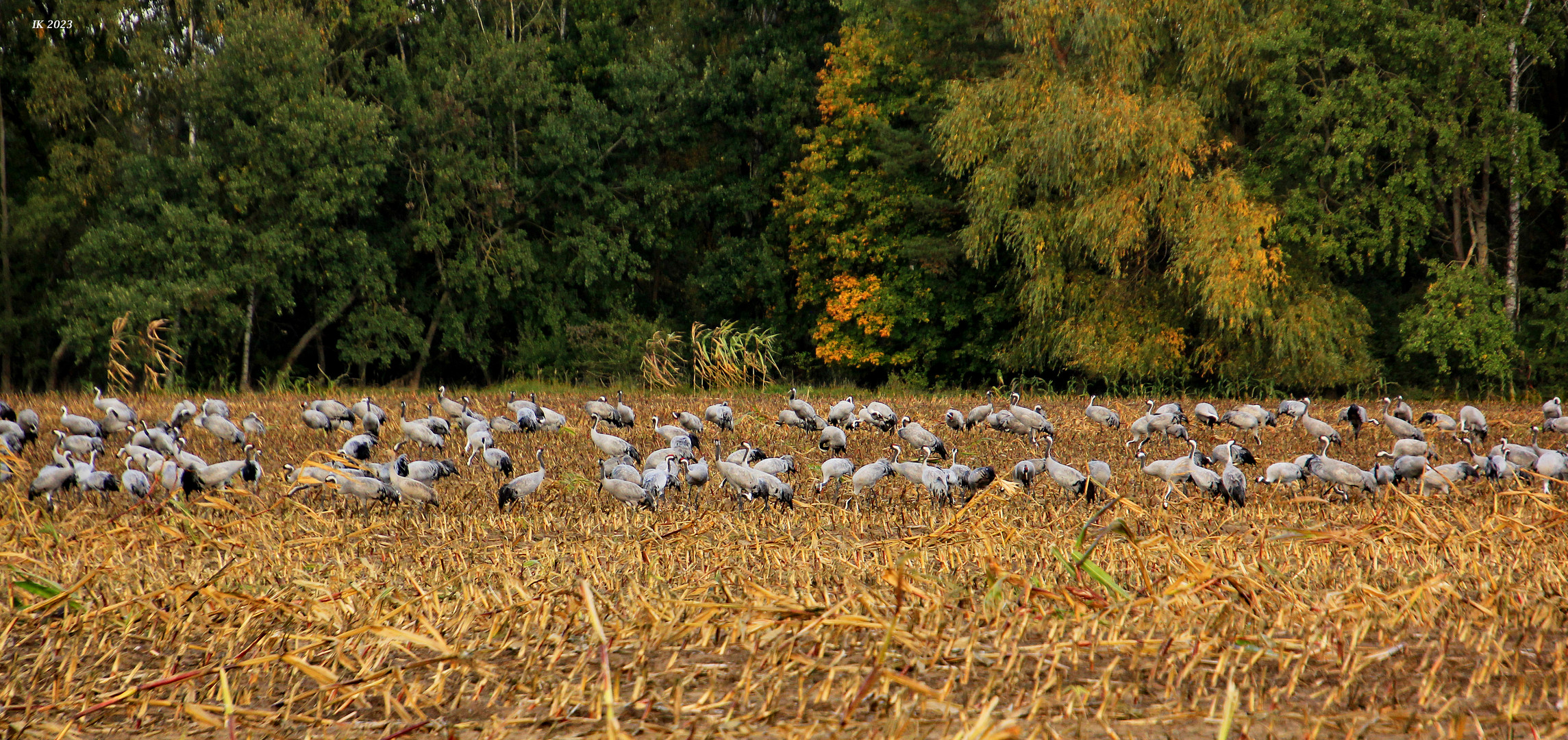 Fast.... Foto & Bild natur, tiere, vögel Bilder auf