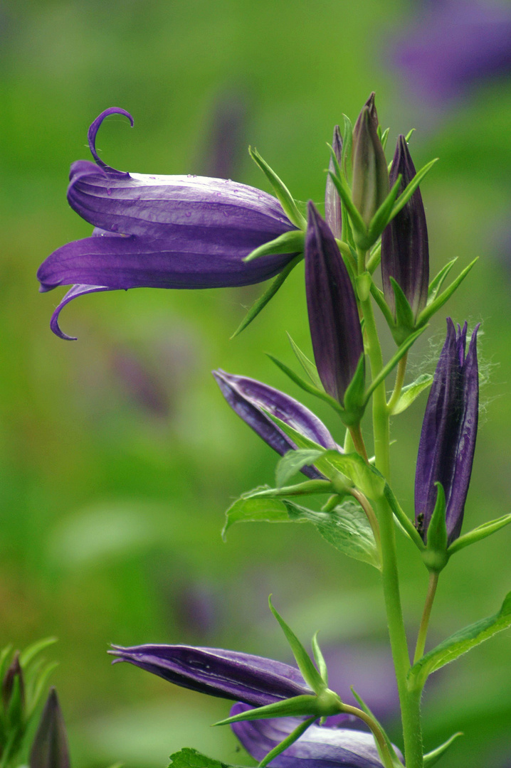 (fast) Alles Blau