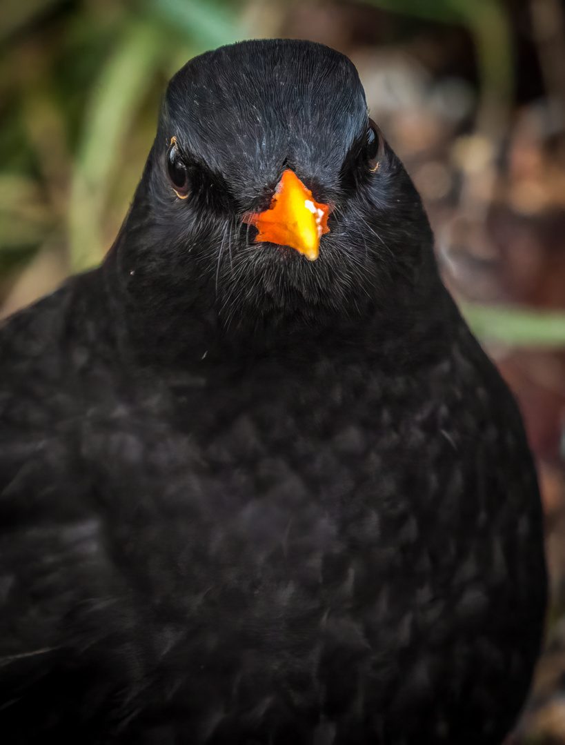 "Fast Ausgestorben - die AMSEL"