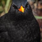 "Fast Ausgestorben - die AMSEL"