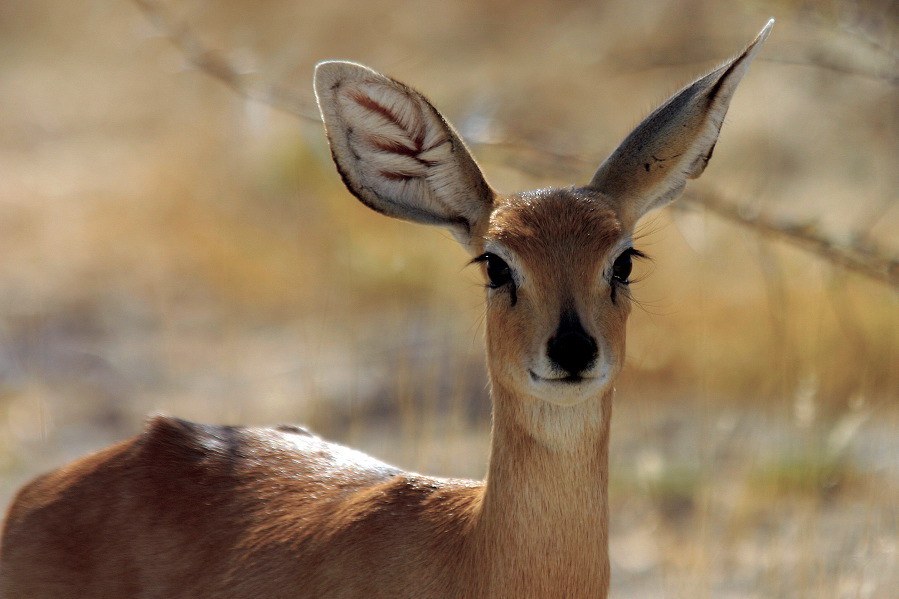 fast Bambi - Steinbock