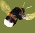 Fast-Bumblebee