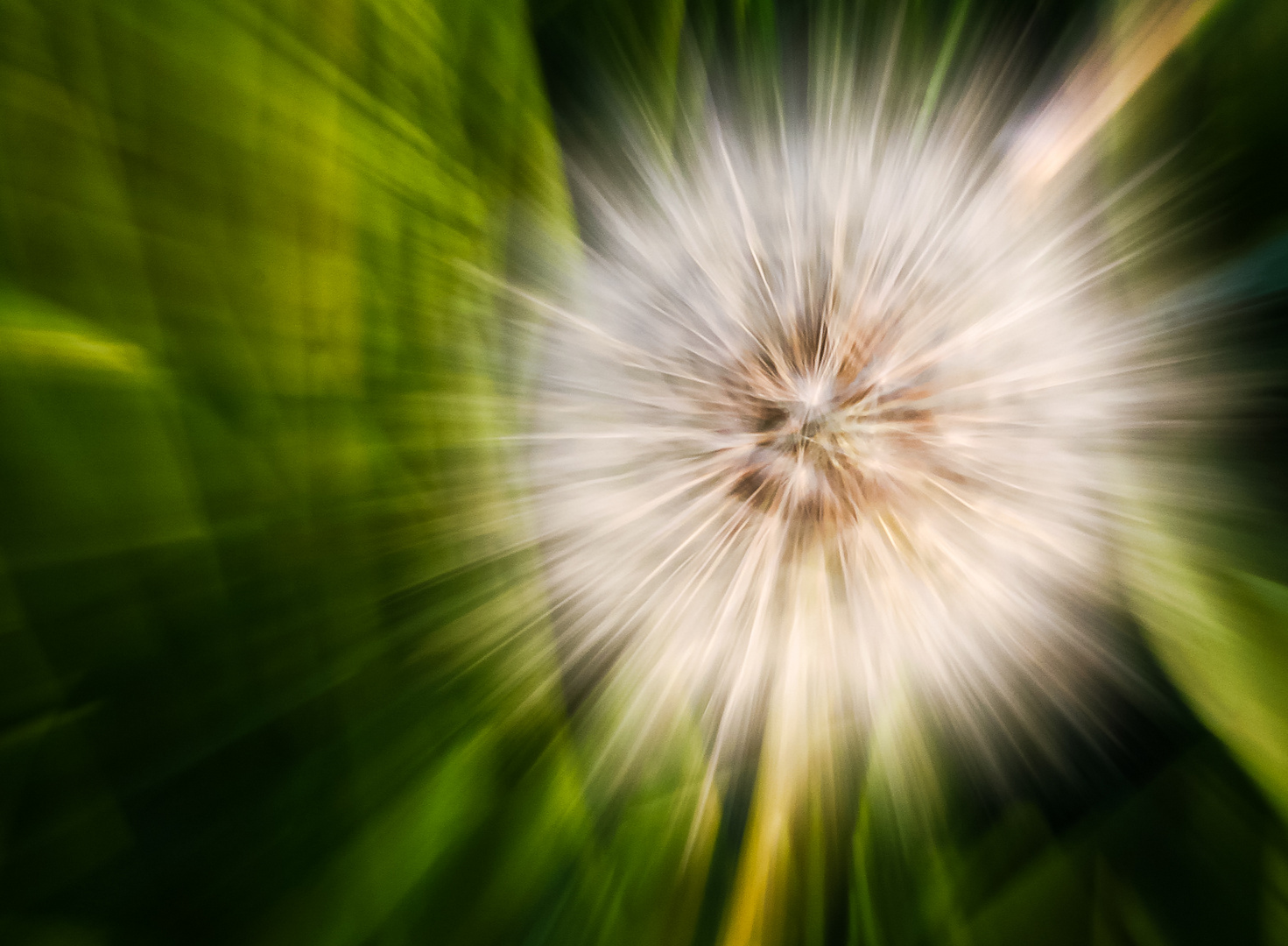 Fast Dandelion