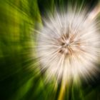 Fast Dandelion