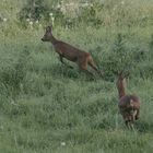 Fast den Hunden auf die Pfoten getreten...