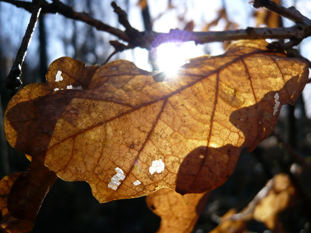 Fast der einzige Sonnentag im November......schnell ausgenutzt