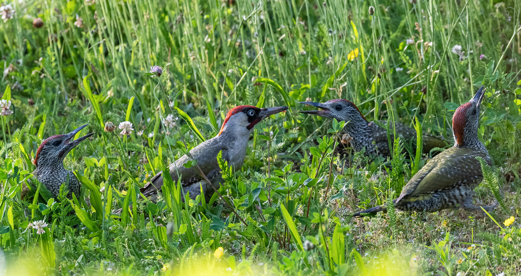 Fast die ganze Familie Grünspecht in unserem Garten