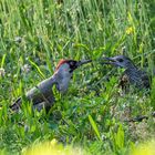 Fast die ganze Familie Grünspecht in unserem Garten