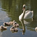 fast die ganze Familie Höckerschwan