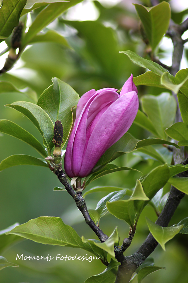 Fast die letzte Blüte für dieses Jahr, ich liebe sie!