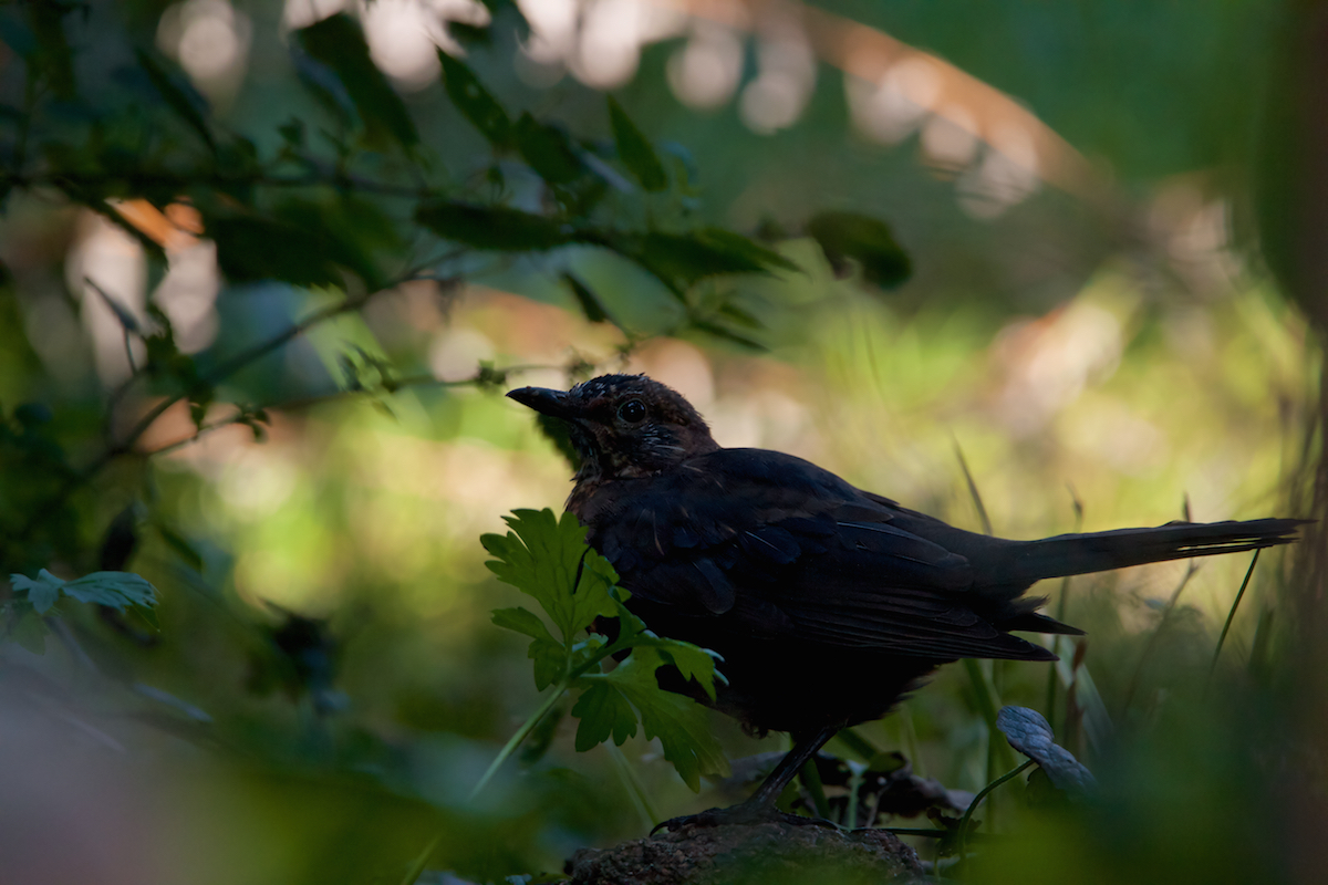 Fast ein Amsel-Scherenschnitt