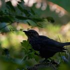 Fast ein Amsel-Scherenschnitt