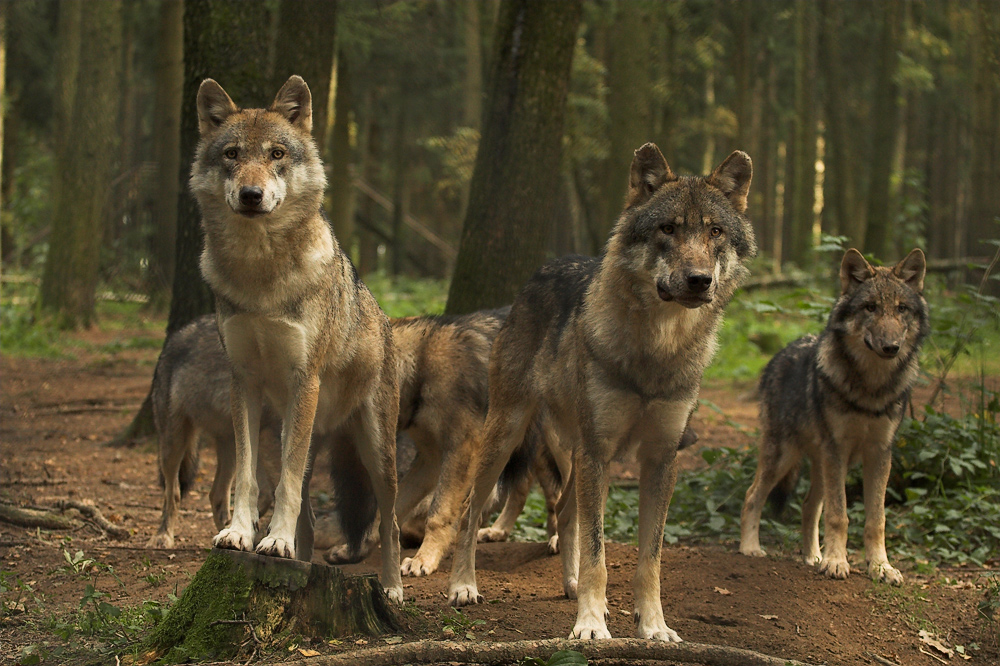 fast ein Familienbild