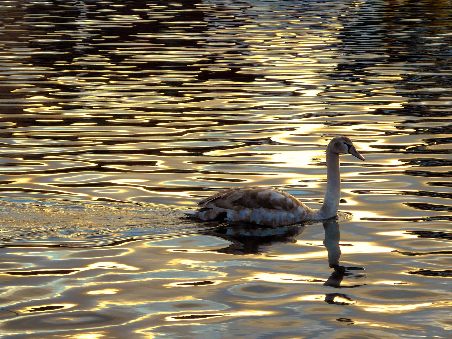 Fast ein goldener Schwan