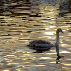 Fast ein goldener Schwan