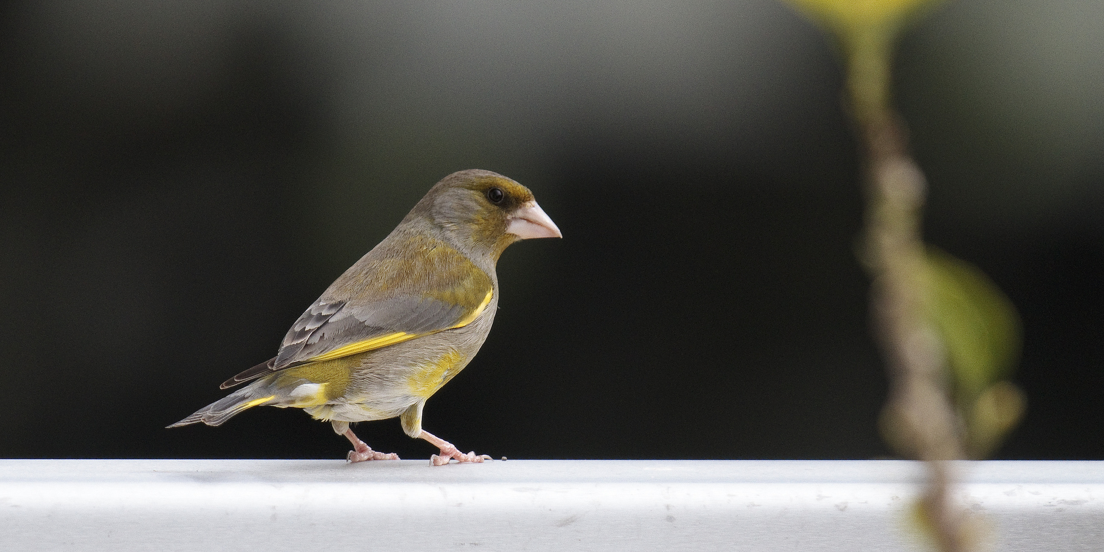 Fast ein Kanarienvogel