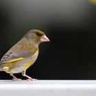 Fast ein Kanarienvogel