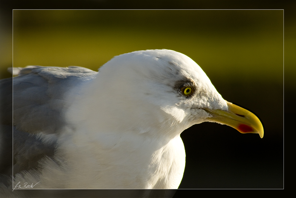 ...fast ein Möwen - Portrait