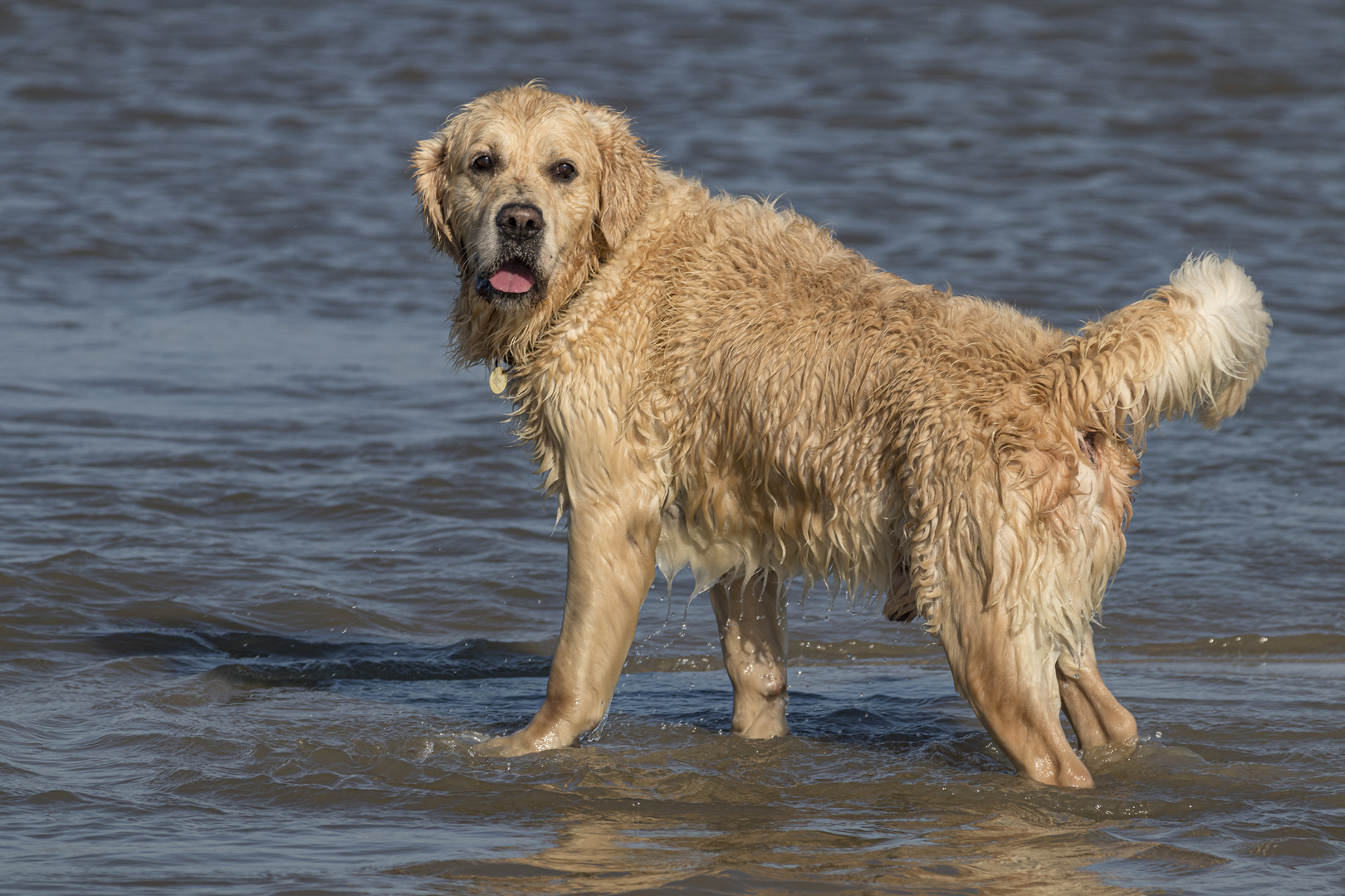 Fast ein Seehund