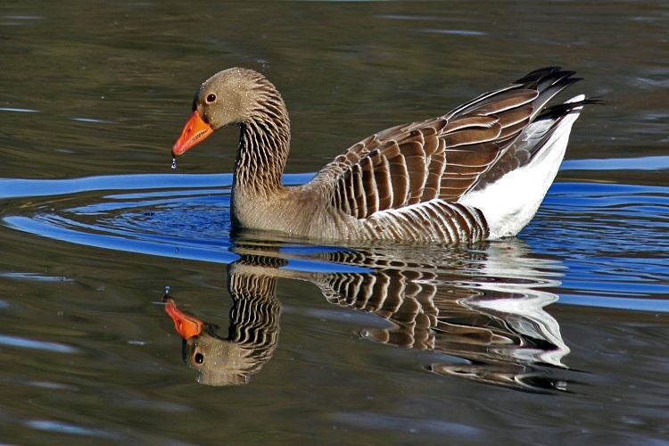 fast ein Spiegelbild...