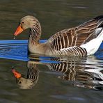 fast ein Spiegelbild...