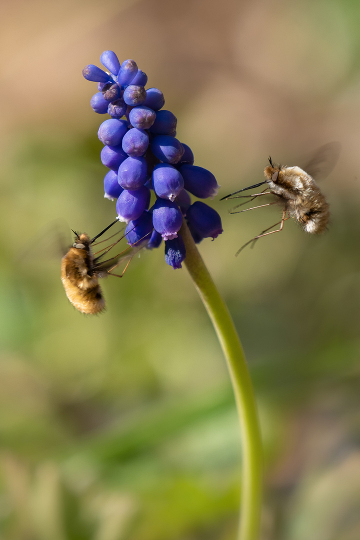 Fast ein Synchronflug