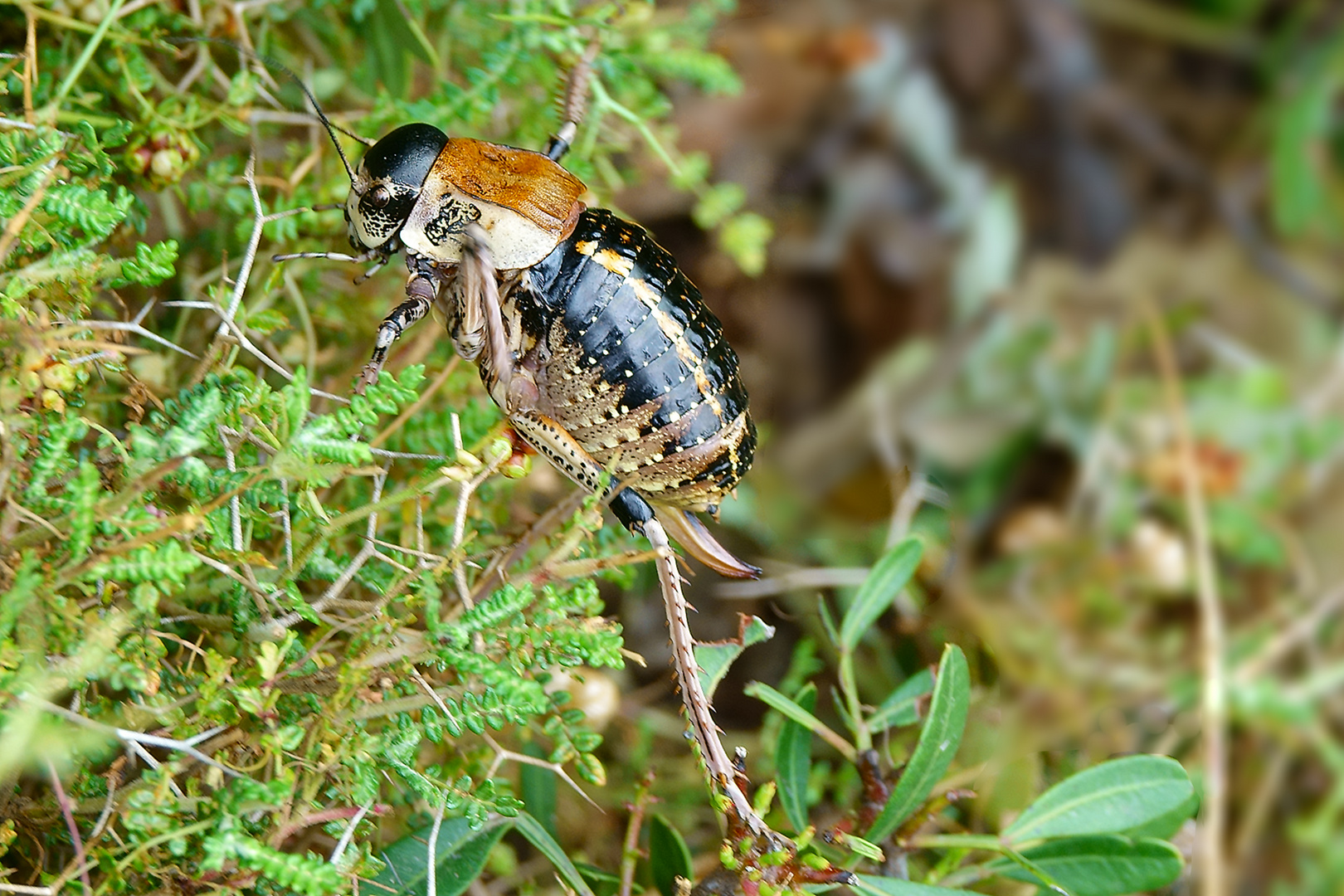 fast ein Ungeheuer