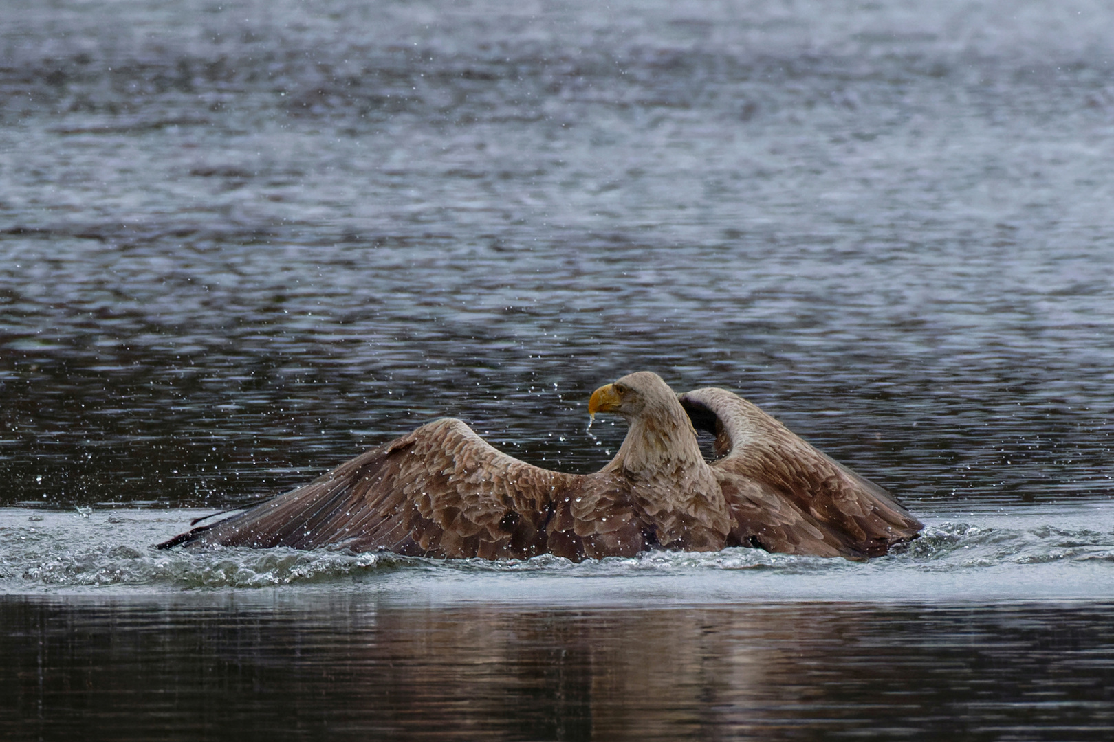 Fast ein Vollbad - Seeadler (Haliaeetus albicilla) taucht tief ins Wasser ein 