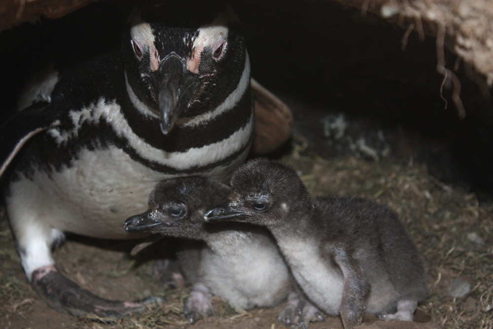 fast eine Familie