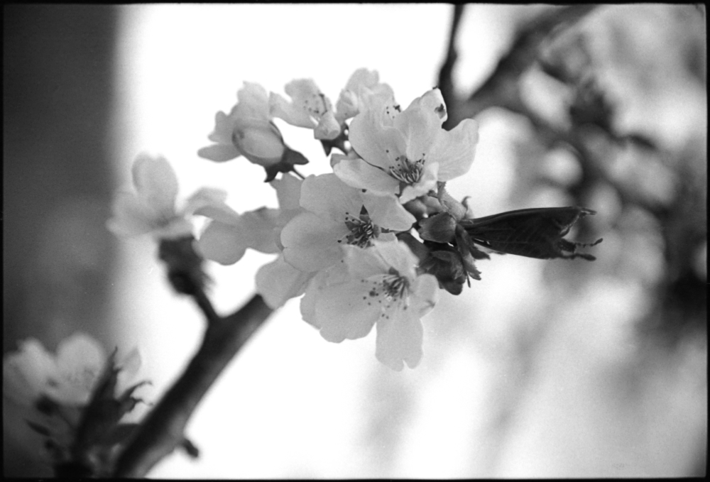 Fast eine High-key-Kirschblüte...