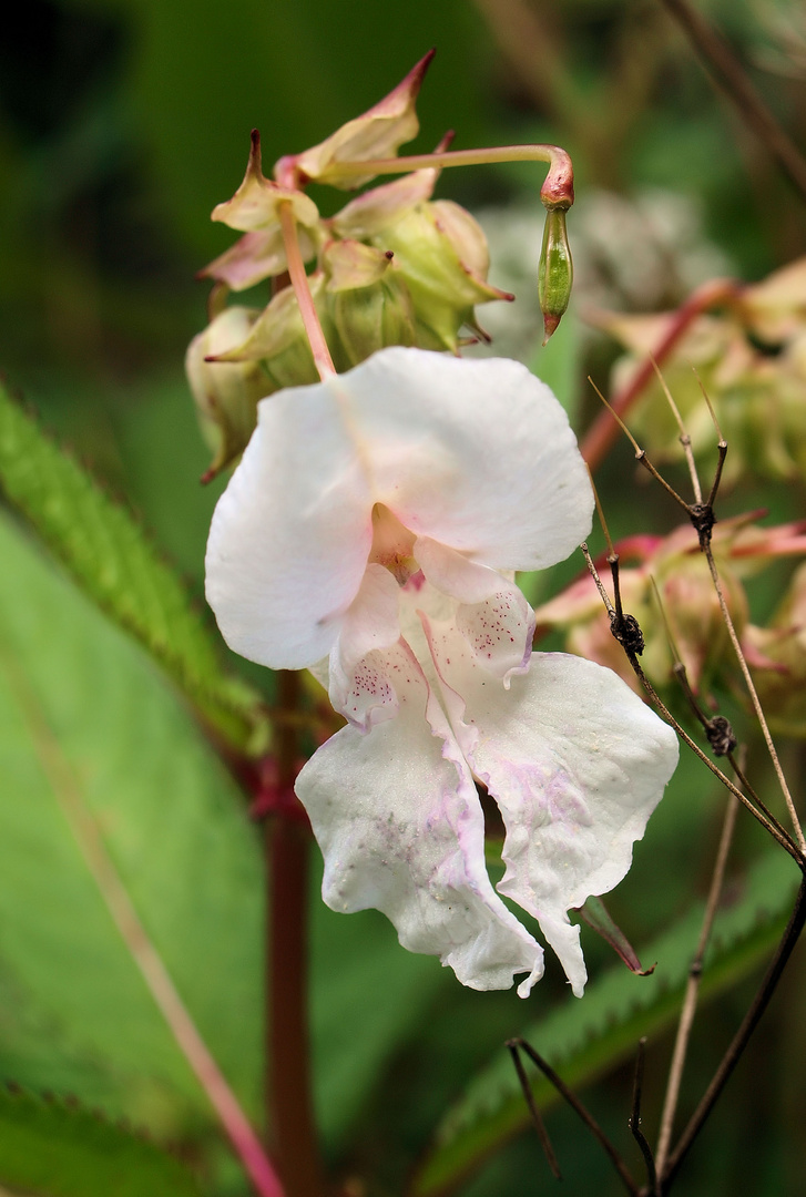 Fast eine Orchidee