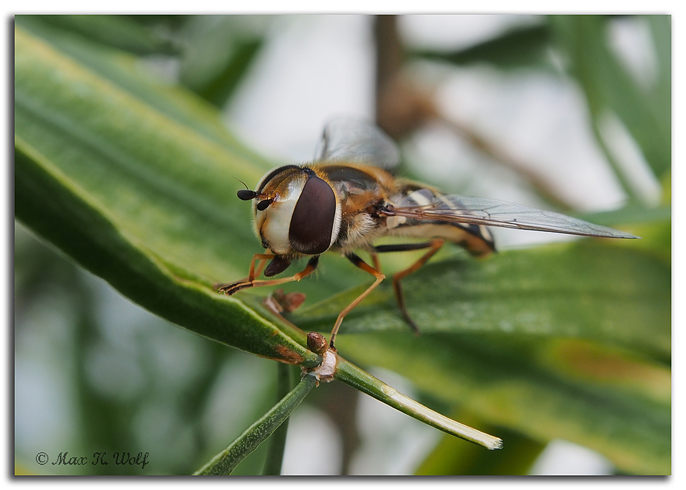 Fast eine Wespe