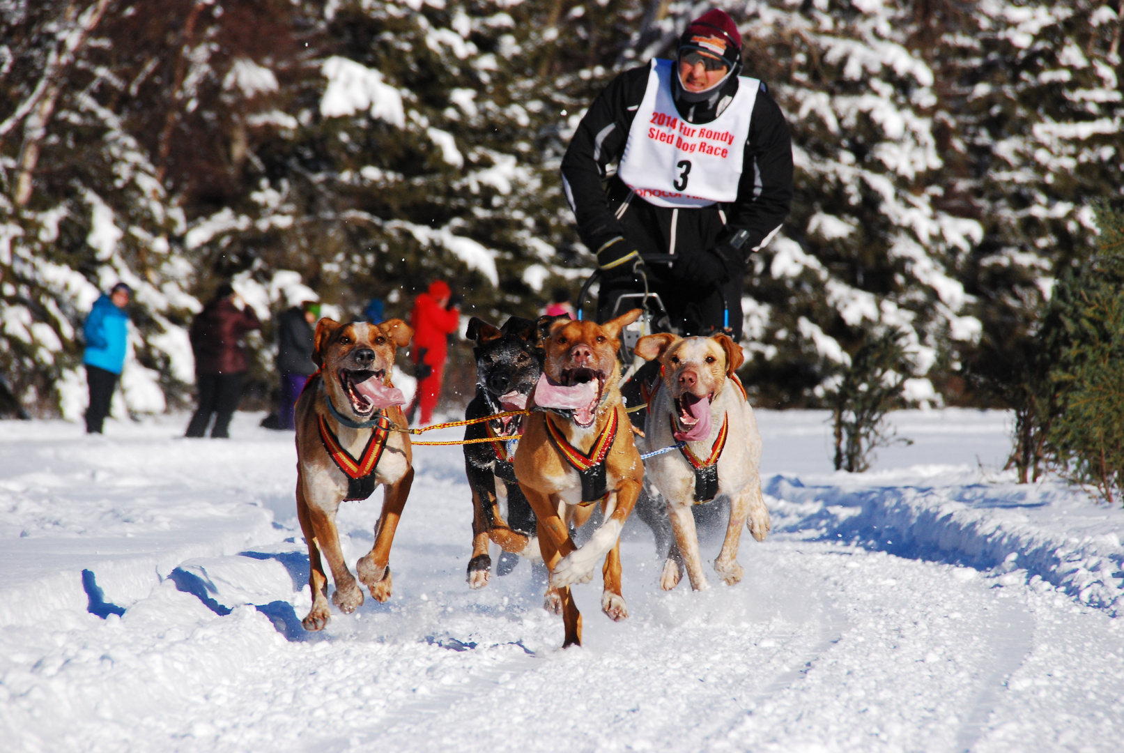 Fast-Faster-Sleddogs