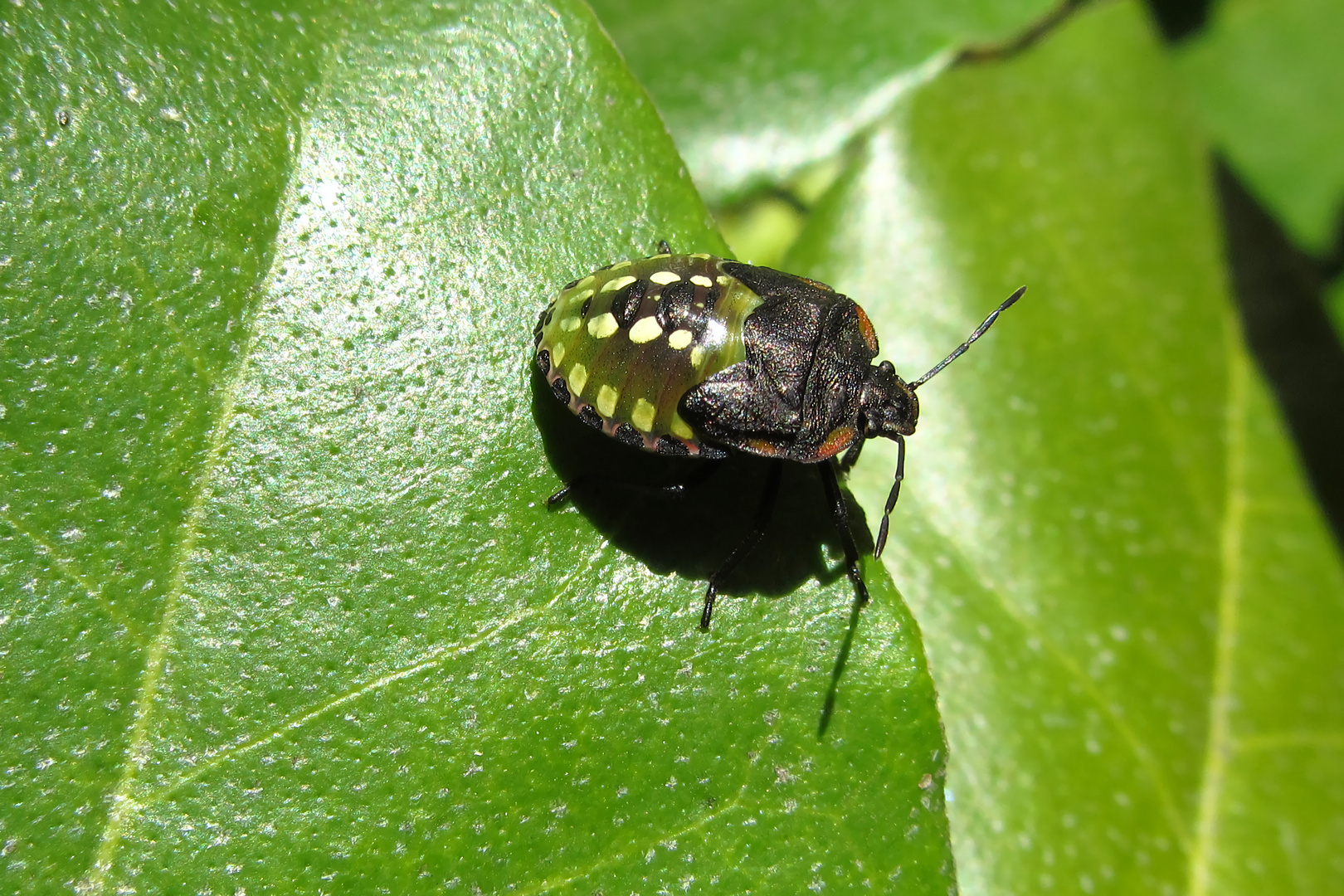 fast fertig: Larve der Grünen Reiswanze (Nezara viridula)