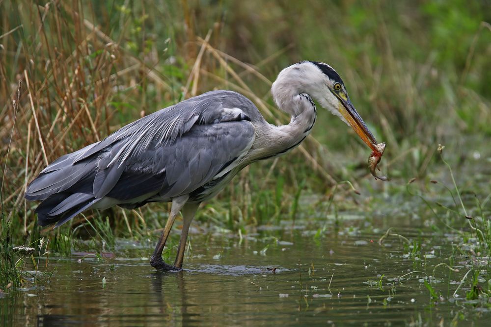 Fast food