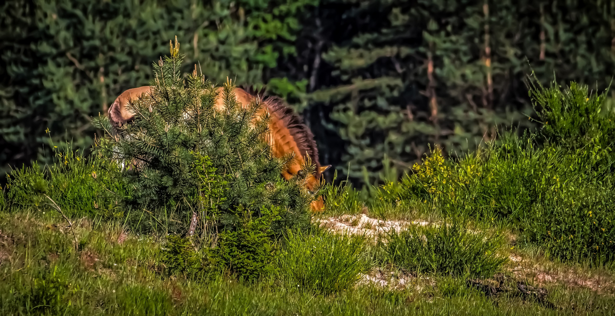 Fast freilebende Wildpferde - die Przewalski - Pferderl