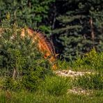 Fast freilebende Wildpferde - die Przewalski - Pferderl