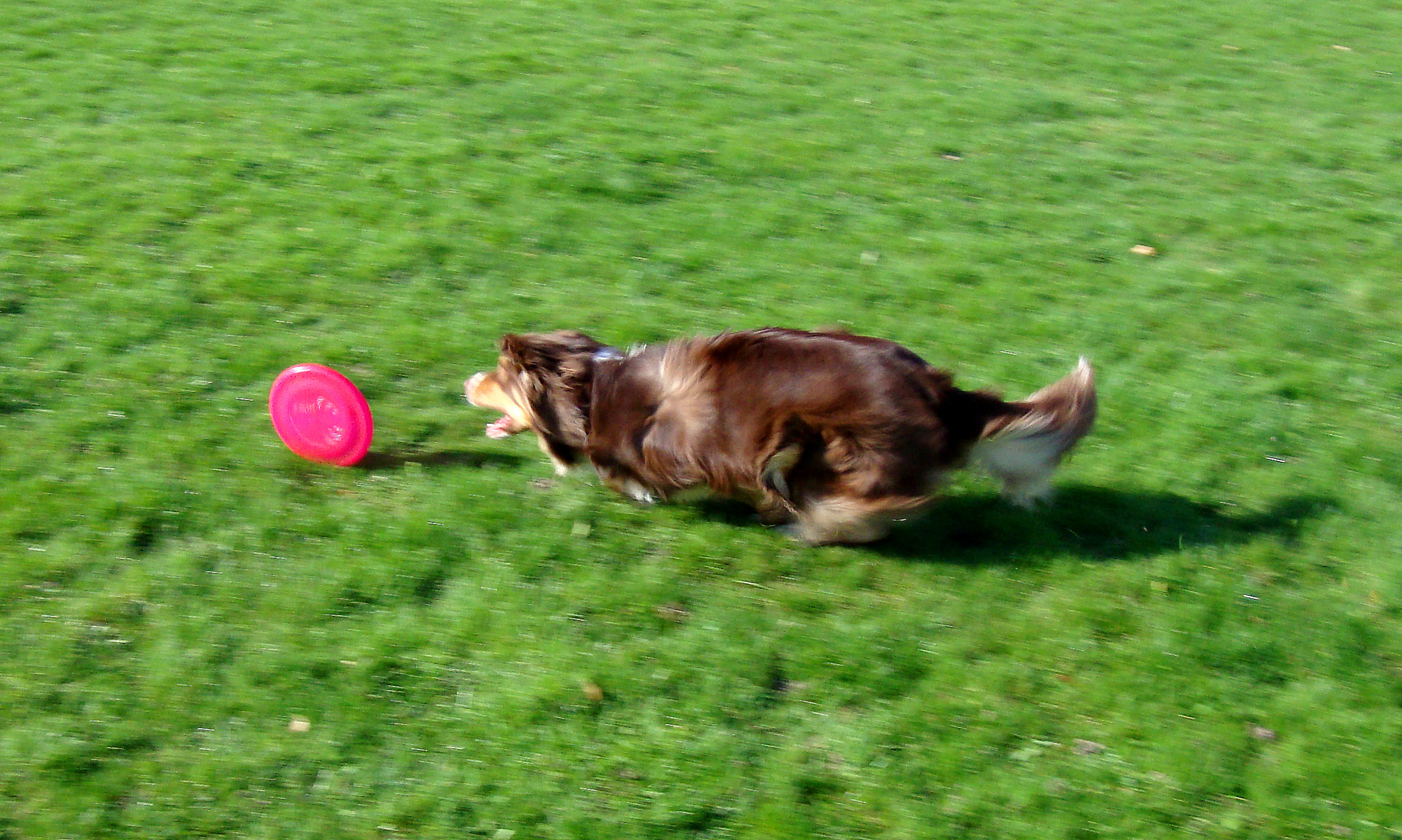 Fast Frisbee