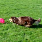 Fast Frisbee